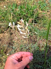 Astragalus pallescens