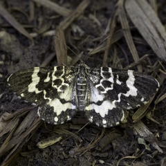 Trichodezia californiata