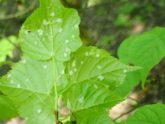 Eriophyes exilis
