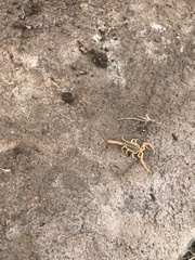 Centruroides sculpturatus