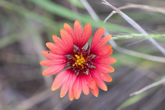 Gaillardia amblyodon