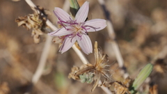 Stephanomeria exigua exigua