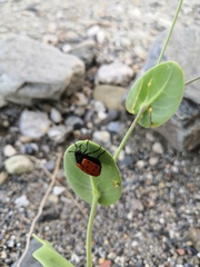 Hycleus scutellatus