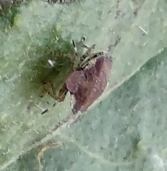 Dyroderes umbraculatus