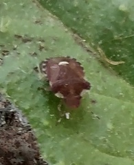 Dyroderes umbraculatus