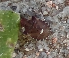 Dyroderes umbraculatus