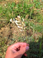 Astragalus pallescens