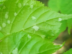 Eriophyes exilis