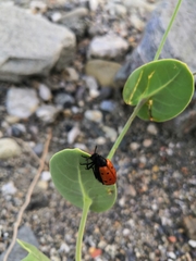 Hycleus scutellatus