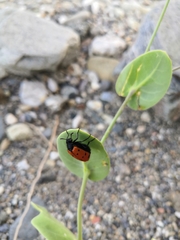 Hycleus scutellatus