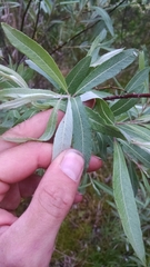 Salix candida