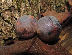 Atrusca quercuscentricola