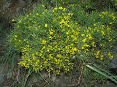 Genista salzmannii