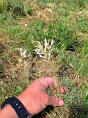 Astragalus pallescens