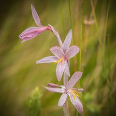 Hesperantha radiata