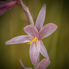 Hesperantha radiata