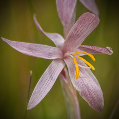 Hesperantha radiata
