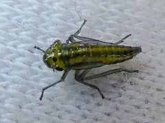 Auchenorrhyncha