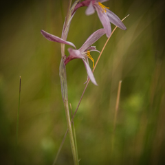 Hesperantha radiata