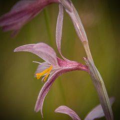 Hesperantha radiata