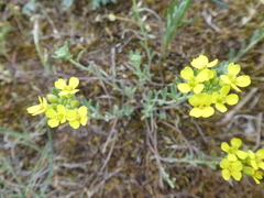 Alyssum montanum gmelinii