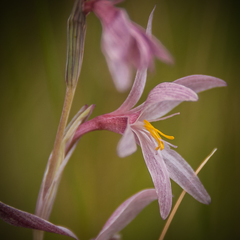 Hesperantha radiata