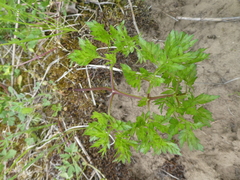 Peucedanum oreoselinum