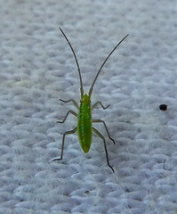 Heteroptera