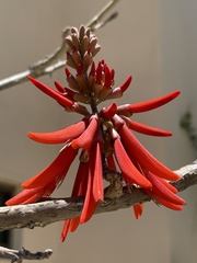 Erythrina flabelliformis