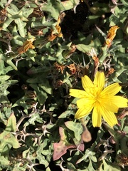 Launaea cervicornis