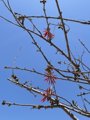 Erythrina flabelliformis