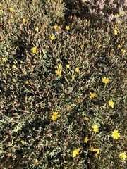 Launaea cervicornis