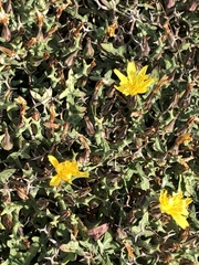 Launaea cervicornis