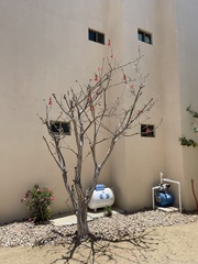 Erythrina flabelliformis