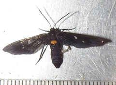 Amata simplex