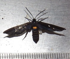 Amata simplex