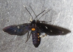 Amata simplex