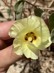 Gossypium davidsonii
