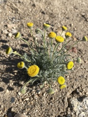 Erigeron aphanactis aphanactis