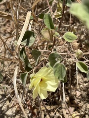 Gossypium davidsonii