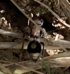 Sigilla dorsata