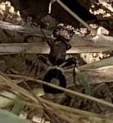Sigilla dorsata