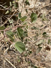 Gossypium davidsonii