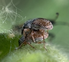 Malvapion malvae