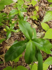 Silene stellata