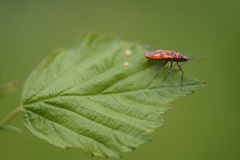 Corizus hyoscyami