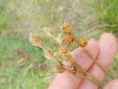 Carex reniformis