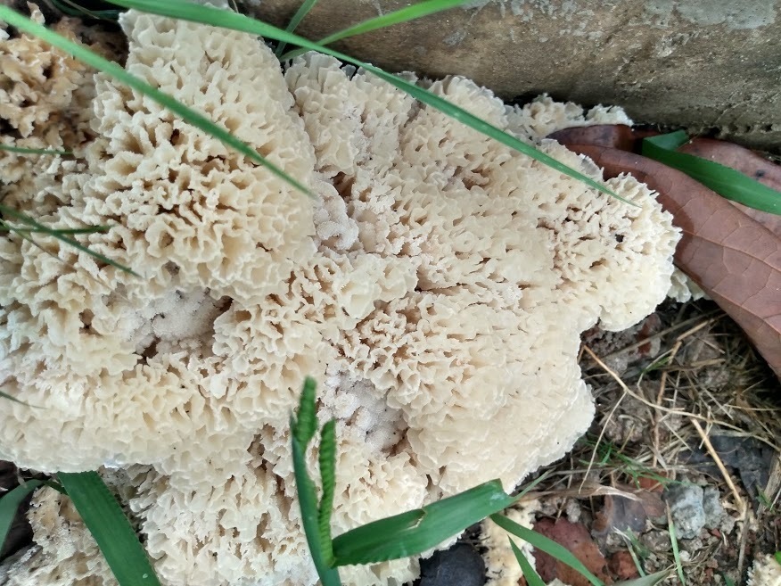 Irpex rosettiformis · April 2021 · photo: © tandria (iNaturalist, cc-by)