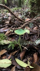Entoloma necopinatum