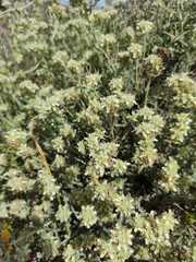 Teucrium polium
